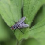 Mouche à damier _ 1635