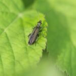 Oedémère noble_499