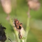 Punaise de la jusquiame_816