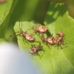 Corée marginée (juv.)