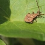 Corée marginée (juv.)_823