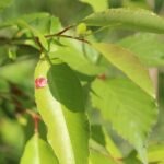 Cerisier tardif (Prunus serotina) – espèce invasive !!_830
