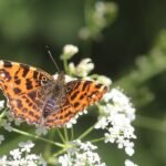 Carte géographique_1007