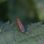 Mouche jaune des céréales_2101