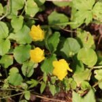 Lysimaque nummulaire _ 2144