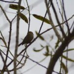 Roitelet à triple bandeau_420