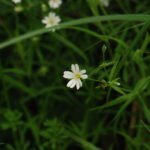 Stellaire holostée_716