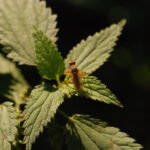 Scatophage stercoraire_927