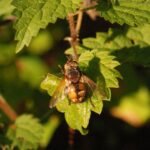 Tachinaire sauvage_1447