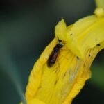 Tenthrède de la ronce_1716