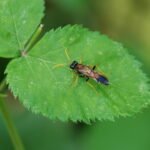 Tenthredo campestris_1759