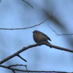 Roitelet huppé_1262