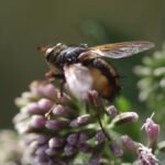 Tachinaire sauvage_1594