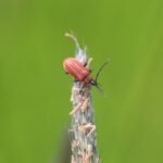 Schizotus pectinicornis_496