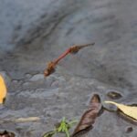 Sympétrum strié_624