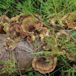 Tramète versicolore_1840