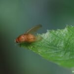 Sapromyza sexpunctata._1931