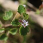 Véronique à feuilles de lierre_1987