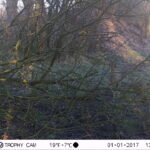 Lièvre d&rsquo;Europe_1981