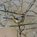 Bergeronnette des ruisseaux_1825