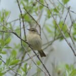 Pouillot véloce_971