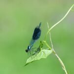 Caloptéryx éclatant_2156