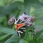 Ecaille chinée_2173