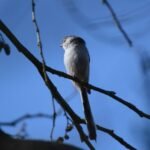 orite à longue queue – 1828