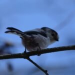 Orite à longue queue – 1829