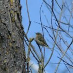 Pouillot véloce_1499