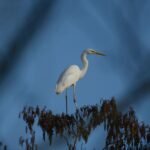 Grande Aigrette