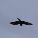 Buse variable
