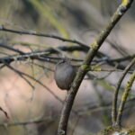 Troglodyte mignon (Troglodytes troglodytes)