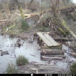 Sarcelle d&rsquo;hiver (Anas crecca)