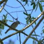 fauvette à tête noire