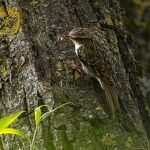 Grimpereau des jardins