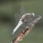 Libellule déprimée