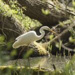 Grande aigrette