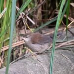 Bouscarle de Cetti