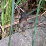Bouscarle de Cetti