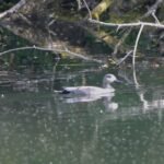 Canard chipeau