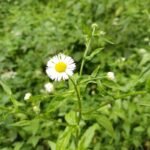 Vergerette annuelle
