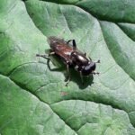 Xylote indolente (Xylota segnis)